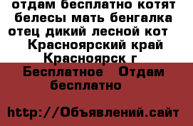  отдам бесплатно котят белесы(мать бенгалка отец дикий лесной кот)  - Красноярский край, Красноярск г. Бесплатное » Отдам бесплатно   